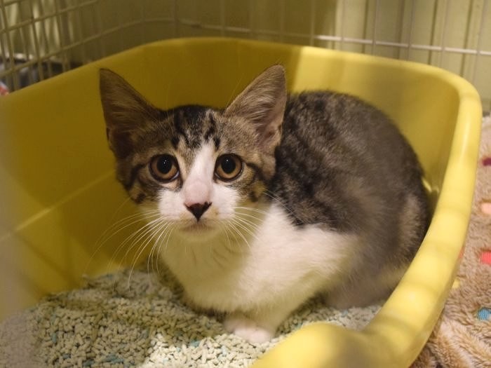 出会いを待つ保護猫＝ツキネコカフェ