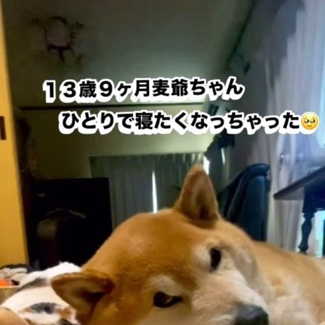 ひとりで寝たくなっちゃったという麦太郎くん…可憐ちゃん、さびしい（ぽしょこさん提供、Instagramよりキャプチャ撮影）