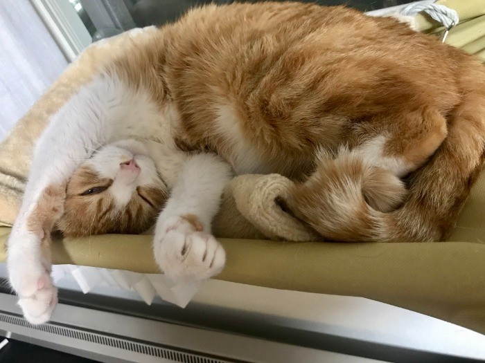 ごろりんの寝相はいつも面白い