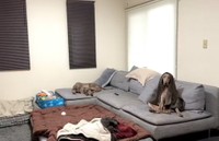 ブランケットを着こなす犬はどこ？（「ルピロア ワイマラナー」さん提供、Twitterよりキャプチャ撮影）