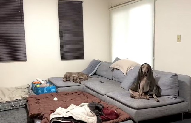 ブランケットを着こなす犬はどこ？（「ルピロア ワイマラナー」さん提供、Twitterよりキャプチャ撮影）