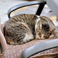 椅子の上でくつろぐサクラちゃん（画像提供：伊集院慧さん）