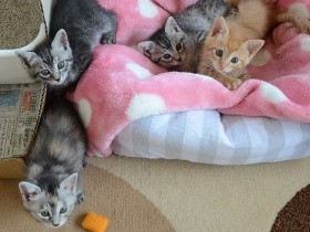 玄関先に置かれた段ボール、中には子猫４匹が…譲渡先探し奔走　