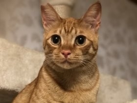 ヨレヨレだった野良猫の子猫　保護され見違えるほどかわいらしく