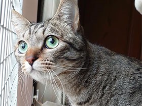 今日は雀がいっぱい！　キジトラ「ゆず」、日課のニャルソック中