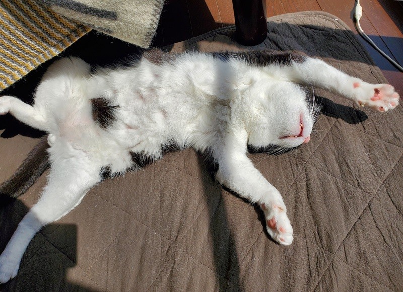 見事なへそ天、のびのび～「立派な『うちのねこ』となったシノビ、ずっと幸せに！」と保護した坂本さんも安心するくつろいだ今の姿です（高橋さん提供）