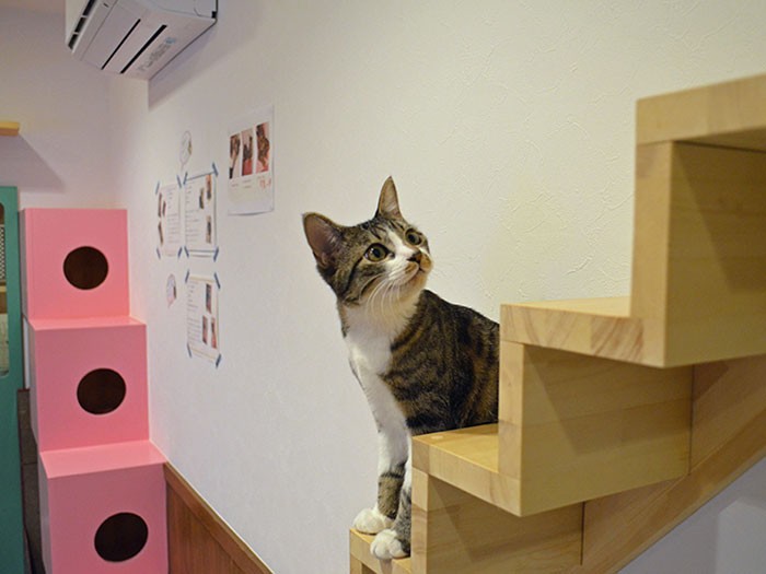 カフェの中には猫用の階段もある