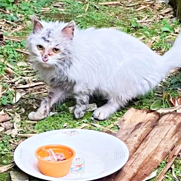 助けて」窓の外で叫んでいたボロボロの白猫 全身にとりもちが絡みつく