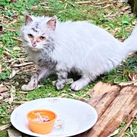 保護前、全身にとりもちがからまっていたあめくん（画像提供：naoさん）