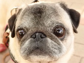 カフェの椅子に乗るのが大好き　食いしん坊のパグ「八兵衛」