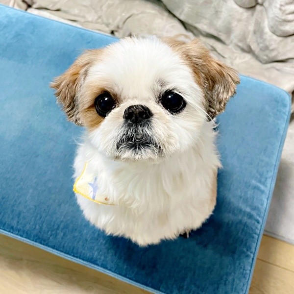 大きな瞳が愛らしいコタロウくん（画像提供：コタロウだよさん）