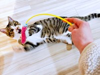 お迎え後、やんちゃぶりを発揮したぽんずくん（画像提供：くうひさん）