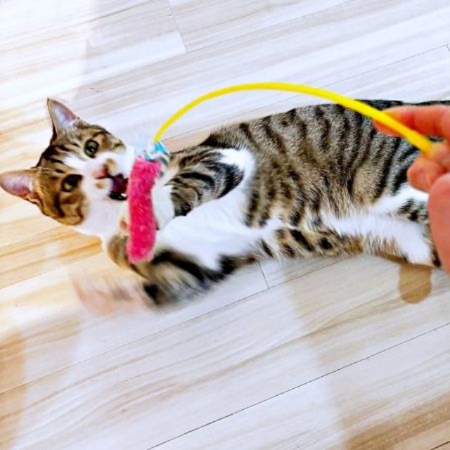 お迎え後、やんちゃぶりを発揮したぽんずくん（画像提供：くうひさん）