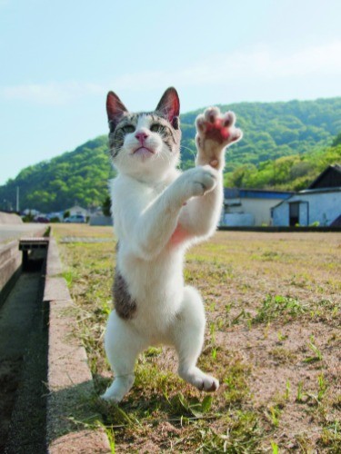 猫が2本足で立ち上がる瞬間をとらえた 面白カワイイ写真集 犬 猫との幸せな暮らしのためのペット情報サイト Sippo