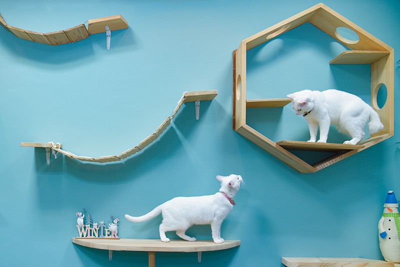 壁一面を猫の動線を考慮した猫仕様にリフォーム。青い壁に白猫が映えます