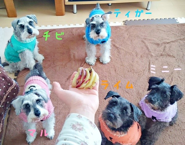 過去に一緒に暮らしていたシュナウザー（画像提供：シュナファイブさん）