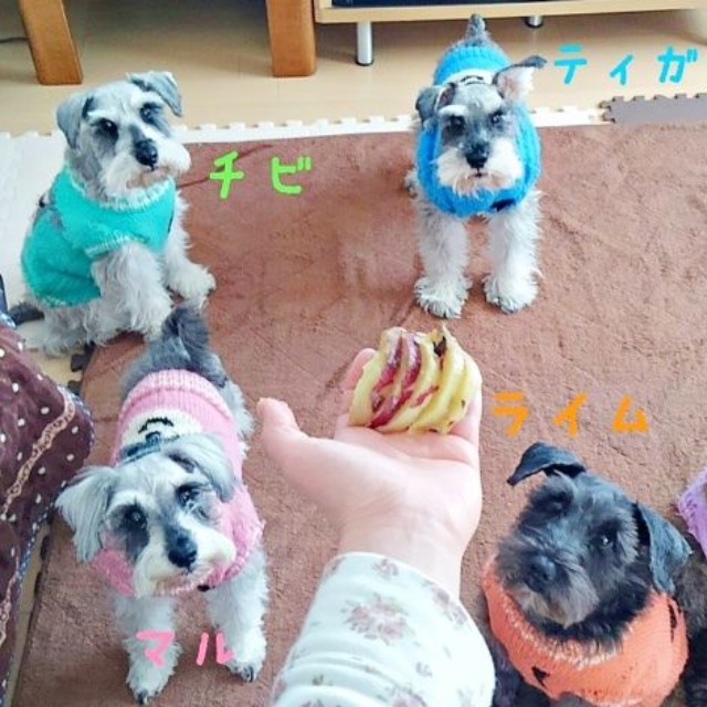 過去に一緒に暮らしていたシュナウザー（画像提供：シュナファイブさん）