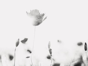 うっとおしいくらいパワフルに、わたしの人生に踏み込んできた先輩はもういない