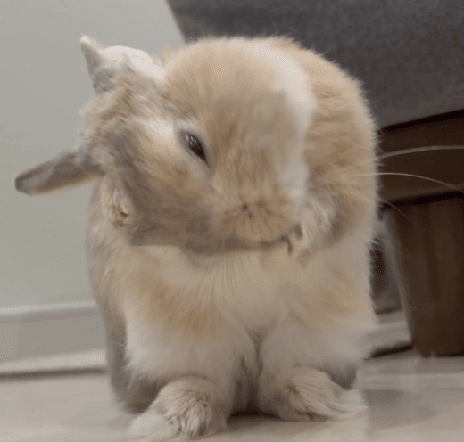お顔や耳の手入れは丁寧に…（提供：うさぎのもかさん）
