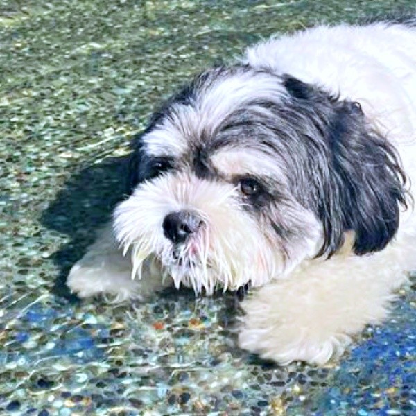 プールに浸かるつくしちゃん。後ろ足もびよーんとなって…（画像提供：パグチワマル つくしちゃん）