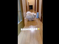 見事（！？）にチャレンジ成功したししまるくん（画像提供：しし らん るうさん）