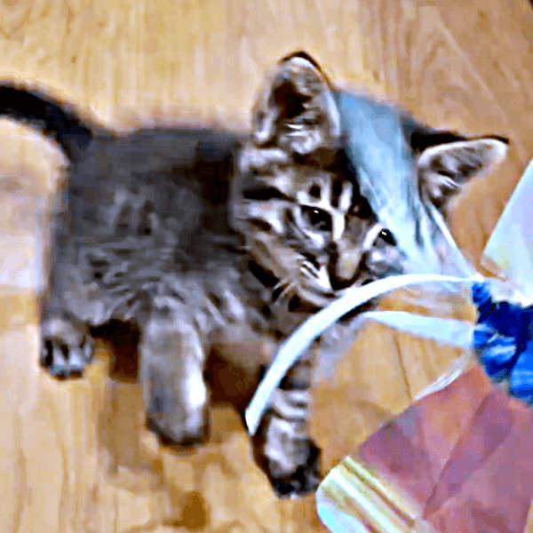 おもちゃに興味津々！ 近づいて遊ぶるなちゃん（画像提供：むぎさん）