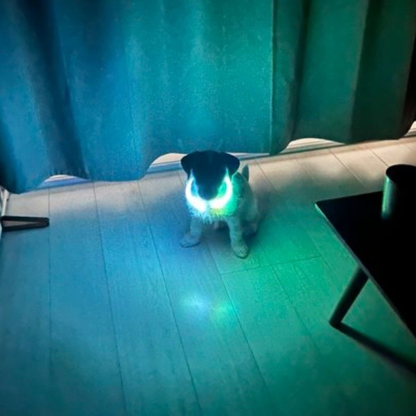 宇宙犬爆誕！ 光る首輪をみにつけたぱやちゃん（画像提供：ぱやりんこさん）