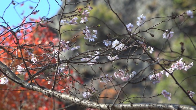 石門洞　香川・小豆島町　16日