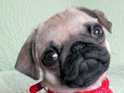 これからもずっと大事な家族、大好きなパグの「花子」