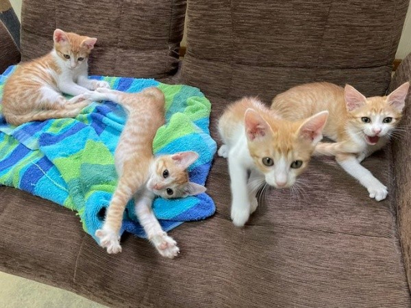 保護1カ月後、月さん（右端）ときょうだい。猫風邪から回復しました（画像提供：たちつてとさん）