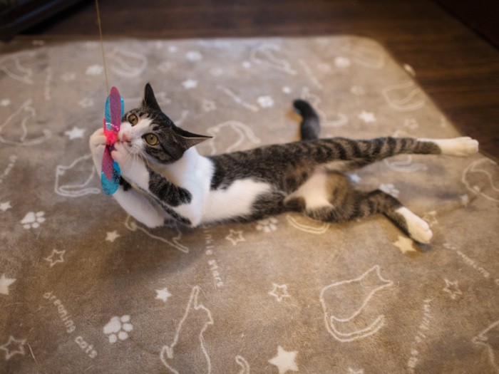 「主膳（しゅぜん）だよ。遊びだったら誰にも負けないぞ」（小林写函撮影）