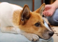 殺処分対象だったワンコ・ポン