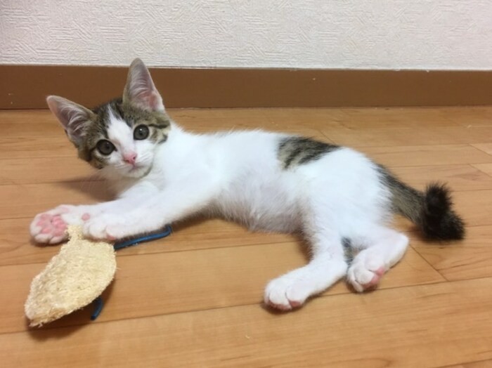 家にきたころの「楽」