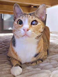 3歳になったさごしちゃん。ふっくら美猫になりました（画像提供：ネムノキさん）