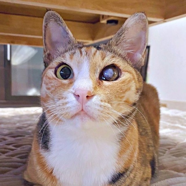 3歳になったさごしちゃん。ふっくら美猫になりました（画像提供：ネムノキさん）