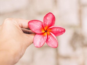 梅重、撫子。「ピンク」と一括りにしていた色には美しい和名があった