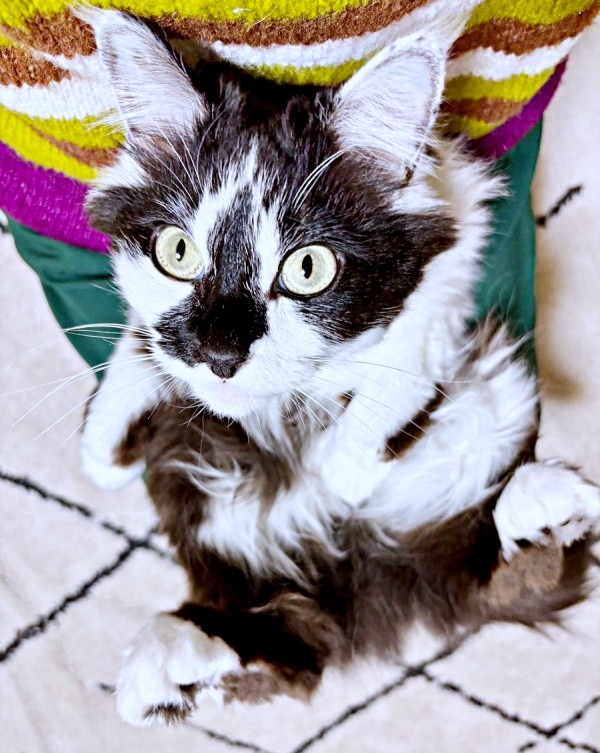 帰宅すると…飼い主さんの膝上から動かないあわせちゃん（画像提供：毛玉が2匹さん）