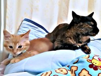 生後3カ月ころの虎太郎くん。先住猫・小梅ちゃんと一緒にくつろぐ様子（画像提供：梅虎さん）