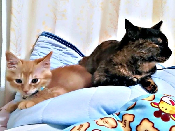 生後3カ月ころの虎太郎くん。先住猫・小梅ちゃんと一緒にくつろぐ様子（画像提供：梅虎さん）