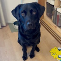 パパのお話に耳を傾けるうぶちゃん（画像提供：うぶ UBU ラブラドールレトリバーさん）