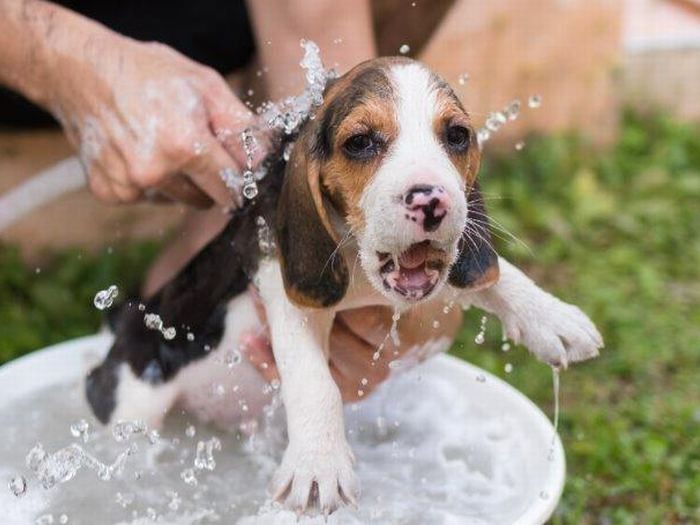 水浴びで身体を冷やす
