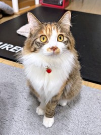 1歳になったニコちゃん。ゴージャスな美ニャンになりました（画像提供：保護ねこ ニコちゃん）