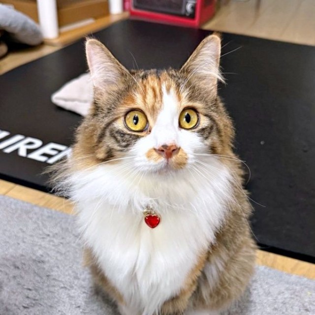 1歳になったニコちゃん。ゴージャスな美ニャンになりました（画像提供：保護ねこ ニコちゃん）