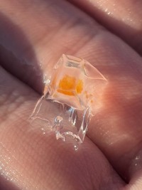 氷みたいなクラゲさんは「ハコクラゲ科」。「管クラゲ目」なので、飼育が難しいかも（「くらげノ脊髄」さん提供）