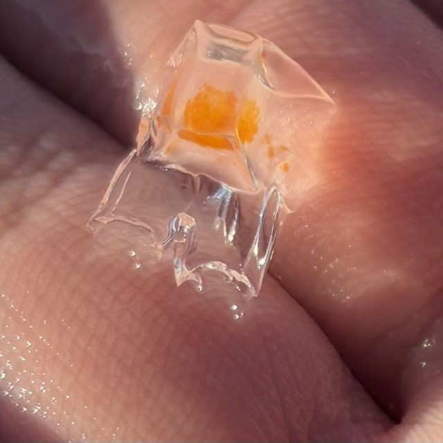 氷みたいなクラゲさんは「ハコクラゲ科」。「管クラゲ目」なので、飼育が難しいかも（「くらげノ脊髄」さん提供）