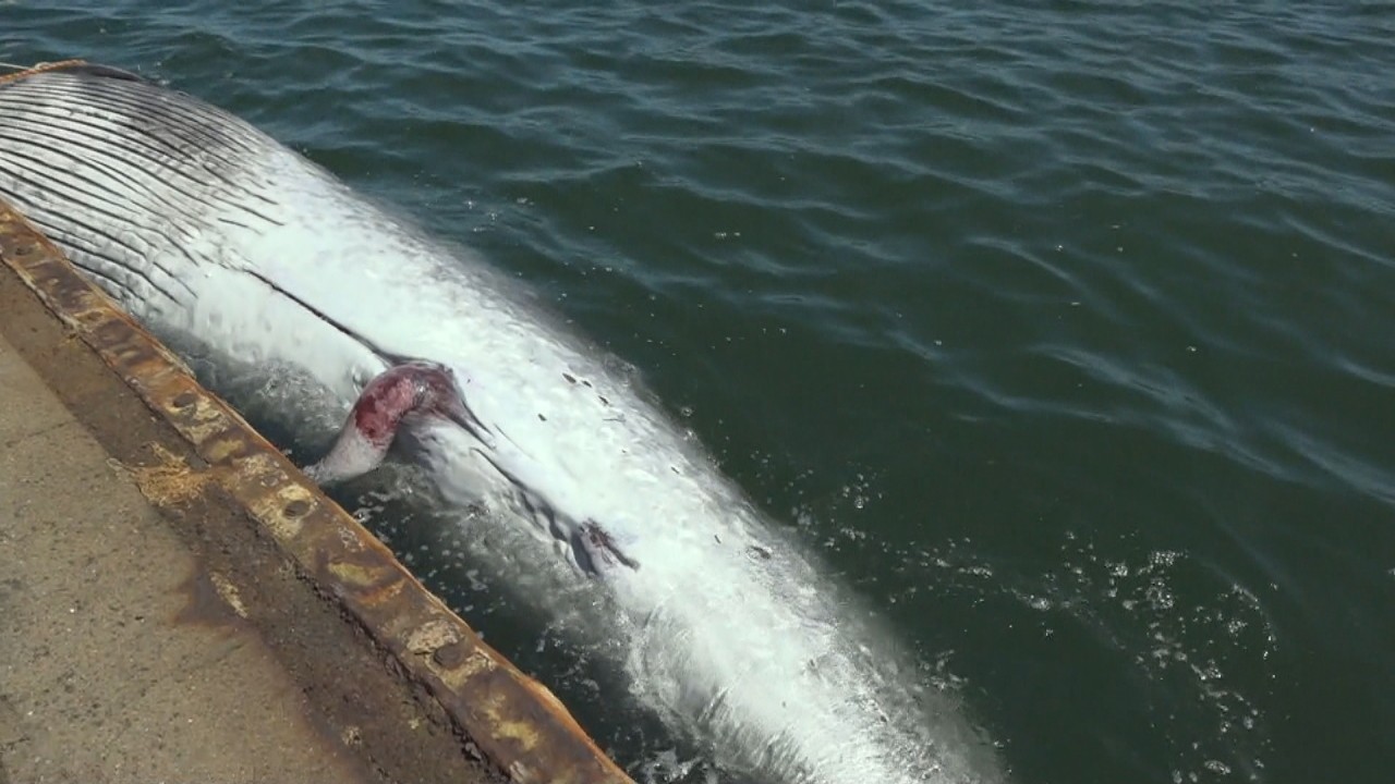 水島港で体長約10メートルのクジラの死骸が見つかる 岡山 倉敷市 Ksbニュース Ksb瀬戸内海放送