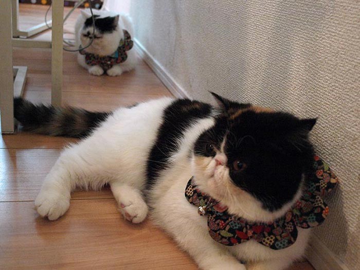 今年、大盛家に新加入した魚卵姉妹