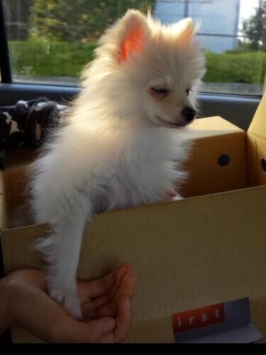 家にきたころの「ヴァニラ」