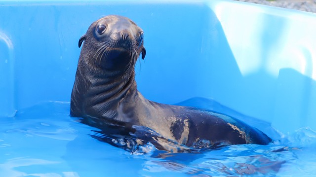 カリフォルニアアシカの赤ちゃん　10日から成長記録動画を公開　四国水族館（香川・宇多津町）　