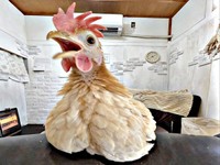 家族に笑顔をもたらす存在になったゴマちゃん（画像提供：ぴいちょさん）